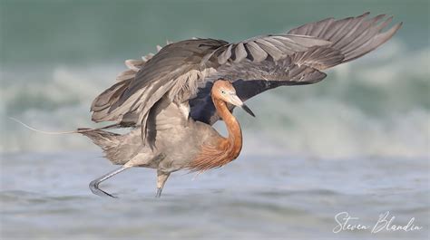 Reddish Egret Hunting Action