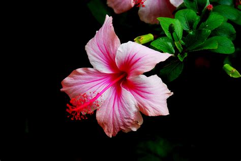 Download Pink Flower Flower Nature Hibiscus 4k Ultra Hd Wallpaper