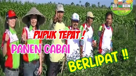 Maksimalkan Panen Cabai Anda Dengan Pupuk Kaya Nutrisi DI GROW