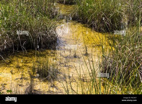 Swamp In Everglades Florida Stock Photo Alamy