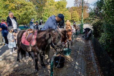 Paris Bans Pony Rides For Kids After Animal Rights Campaign Fmt
