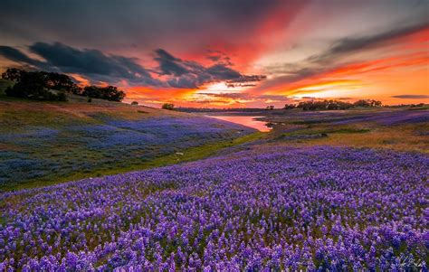 A Bloom Of Lupine Along The Edges Of Folsom Lake In Sacramento