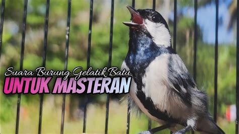 Gelatik Batu Gacor Suara Burung Gelatik Batu Untuk Masteran