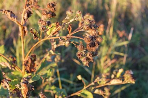 Premium Photo Dry Burdock Flower Greater Burdock Arctium Lappa