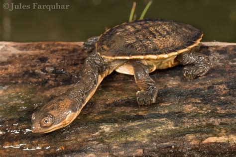 Broad Shelled Turtle Chelodina Expansa A Hatchling Broad Flickr