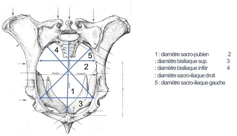 Diagram D Troit Ant Rieur Du Bassin De La Vache Quizlet