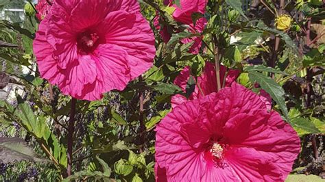 Hibiskus Bylinowy Summerific Hibiscus Moscheutos Opis Wygl D