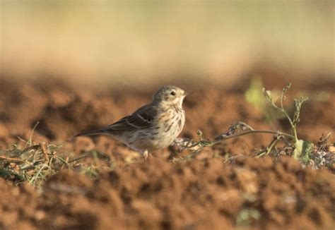 Siberian Buff Bellied Pipit By Matthew Smith Birdguides