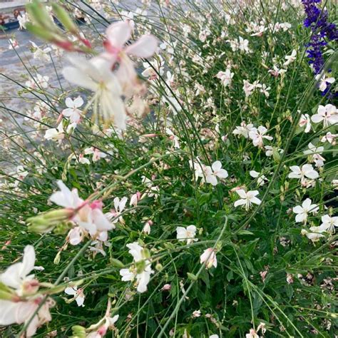 Acheter Gaura Lindheimeri Geyser Blanc