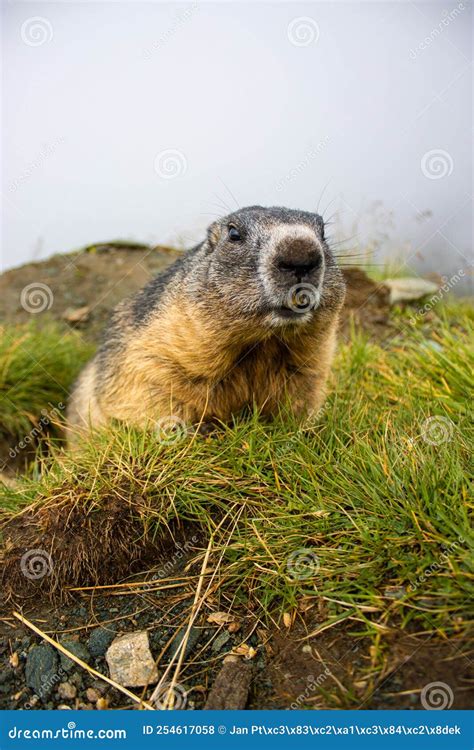 Cute Groundhog Looking at the Camera with His Teeth Bared Stock Photo ...