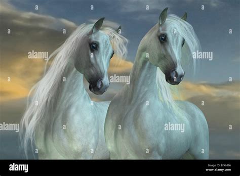 The Arabian horse breed was developed in the deserts of the Arabian Peninsula Stock Photo - Alamy