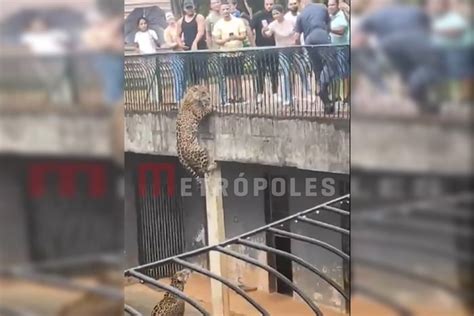 Vídeo onça escala parede e quase foge de fosso no Zoo de Brasília