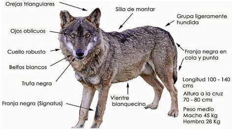 Hibridaci N De Especies Salvajes As Es El Problema