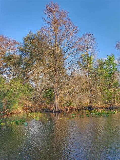 Pin By Raedell Coogler On Florida Landscapes Landscape Outdoor Water