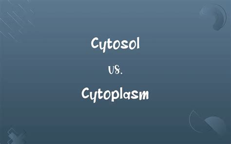 Cytosol Vs Cytoplasm Know The Difference