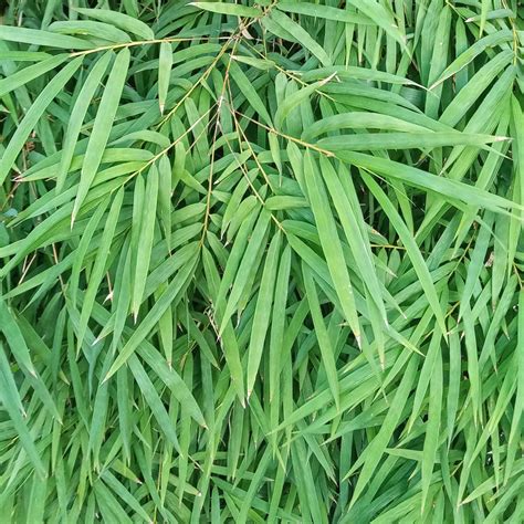 Thai Silk Bamboo Bambusa Nana Fine Leaf — Byronbaybamboo