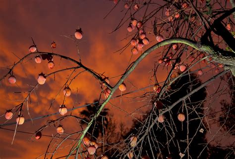 Kostenlose Foto Baum Natur Ast Pflanze Sonnenuntergang Nacht