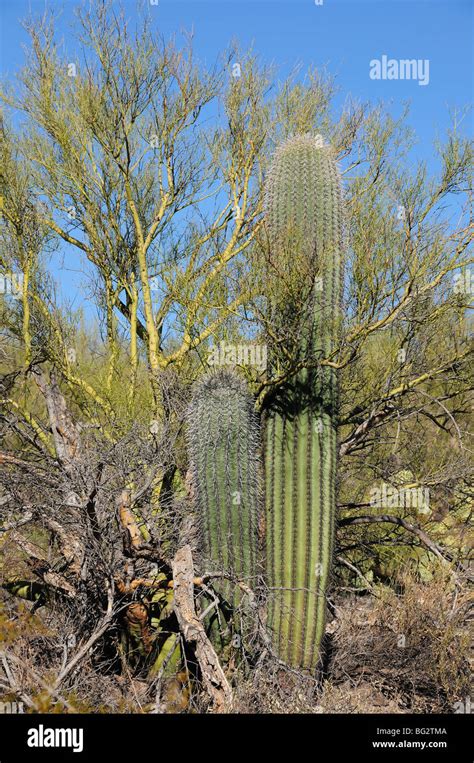 A Palo Verde Tree Serves As A Nurse Plant For Saguaro Cactus