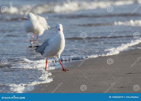 Sea Gull Close Up on Beach Shoreline Looking at Camera Stock Image ...