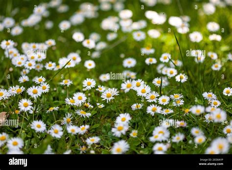 Common Daisies Bellis Perennis Stock Photo Alamy