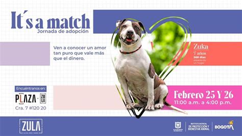 Jornada De Adopci N De Perros Y Gatos En El Centro Comercial Zula