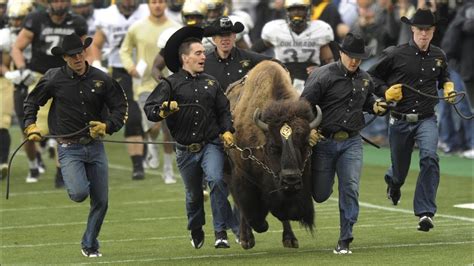 Watch University of Colorado Students Try Out to Run with a Buffalo ...