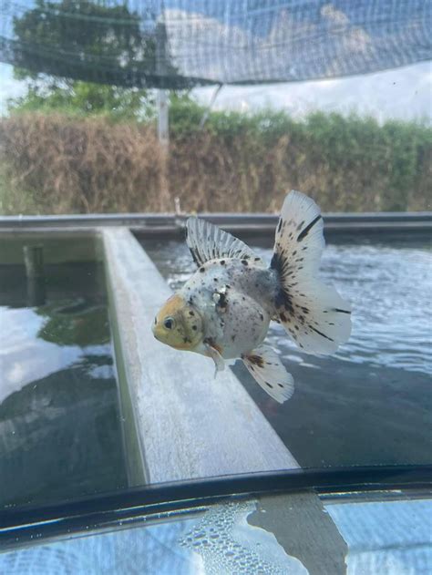 Oranda Calico In 2024 Fish Pet Goldfish Pets