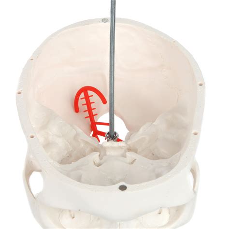 A Human Skull Model With Flexible Neck Axis Scientific Ead