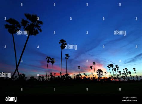 Silhouette Of Palm Tree At Twilight Time Stock Photo Alamy