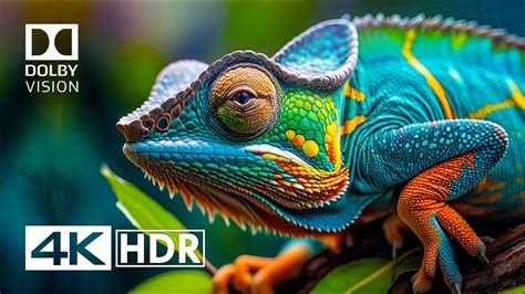 K Hdr Video Ultra Hd Fps Dolby Vision Youtube