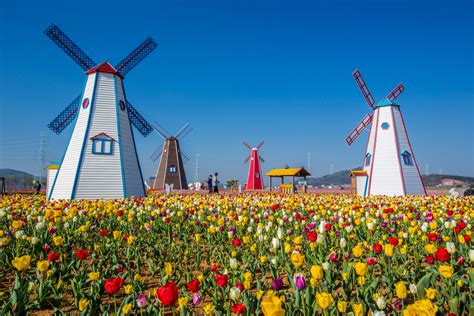 A Riot of Tulips and Authentic Windmill Experience in Holland, MI ...