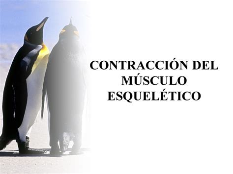 Contracci N Del M Sculo Esquel Tico Ppt Descargar