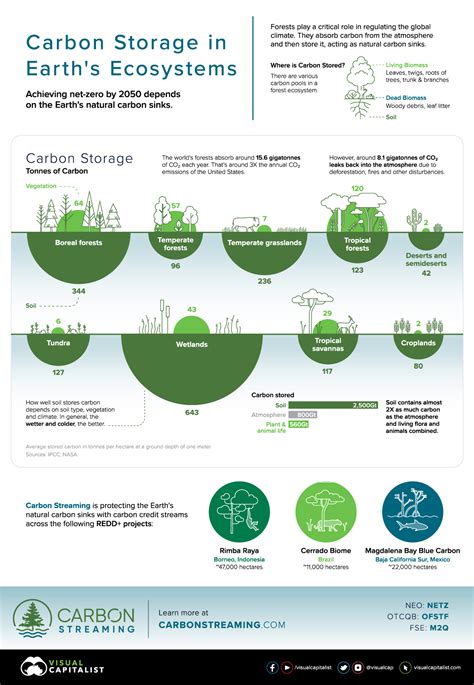 Visualizing Carbon Storage In Earth S Ecosystems