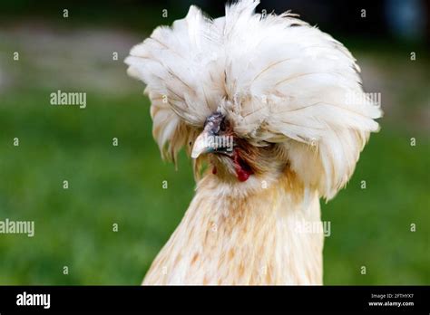 Buff Silkie Bantam Chicken Hi Res Stock Photography And Images Alamy