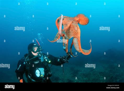 Pulpos Gigantes Del Pac Fico O El Pulpo Gigante Del Pac Fico Norte