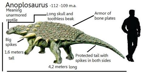 Anoplosaurus Pictures & Facts - The Dinosaur Database