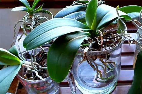 How To Propagate Orchids In Water A Step By Step Guide