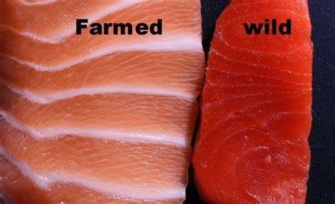 What You Need To Know About Farm Raised Wild Caught Fish Off