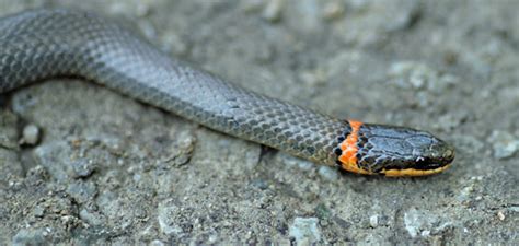 Mobugs Prairie Ringneck Snake