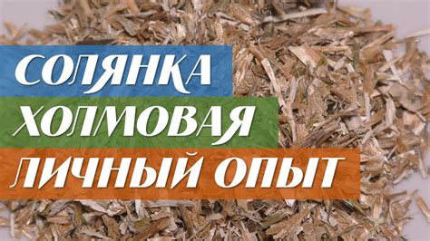 Солянка холмовая: лечебные свойства и противопоказания для женщин