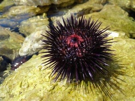 Il Riccio Di Mare Li Usa Per Muoversi Il Riccio Di Mare Li Usa Per