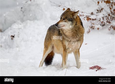 Loup Qui Mange Une Proie Banque De Photographies Et Dimages à Haute