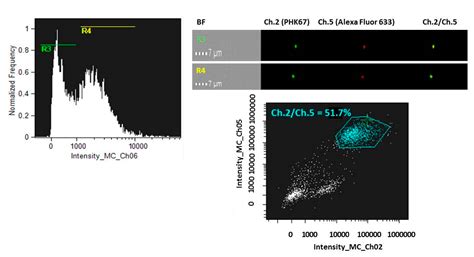 Cells Free Full Text Development Of Artificial Plasma Membranes