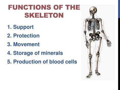 Functions Of The Skeleton