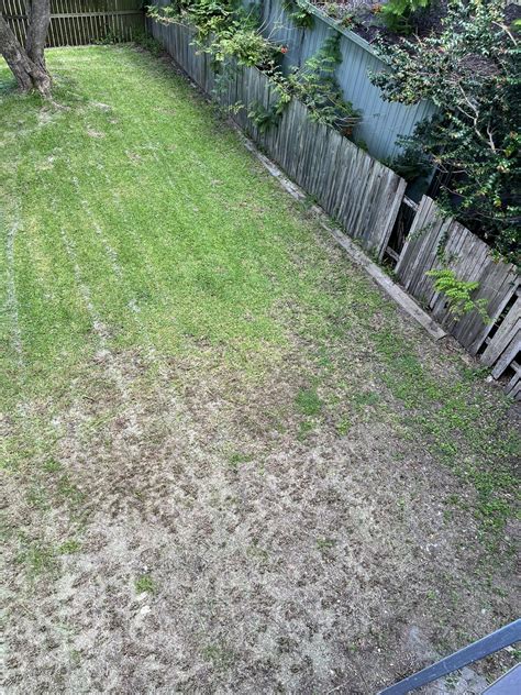 How To Bring This Lawn Back To Life R Gardeningaustralia