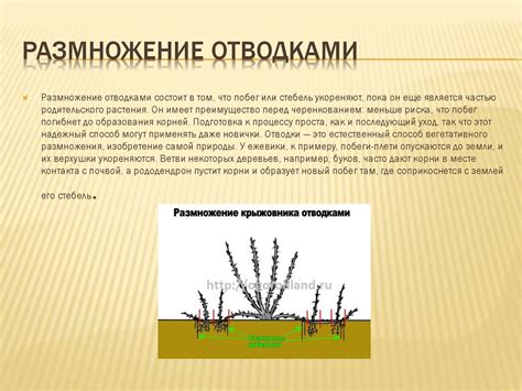 Многообразие растений - online presentation
