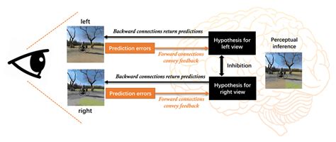 Simplified Schematic Of Predictive Coding Theory On Binocular Rivalry Download Scientific