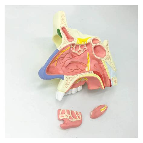 Nasal Cavity Structure