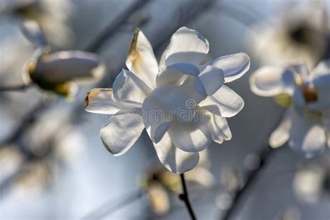 Head Of Blooming Magnolia Botany And Flowers Stock Photo Image Of