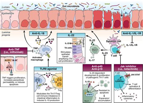 Pattern Recognition Receptor Signaling And Cytokine Networks In